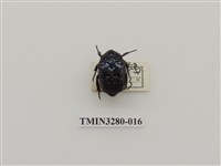 藏品(綠艷白點花金龜)的圖片